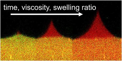 Confocal images of wetting ridges growing with time, viscosity and swelling ratio