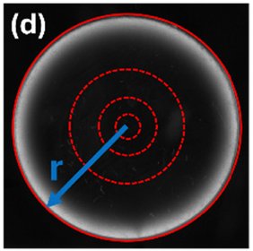 Photoelastic image of a hydrated soft granular particle